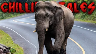 Elephant Tramples Lady to Death,  and AGAIN at her FUNERAL | Chilling Tales