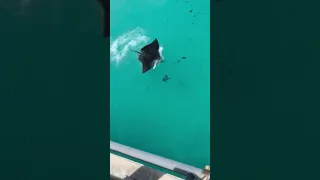 Spotted eagle ray jumps out of the water and surprises woman