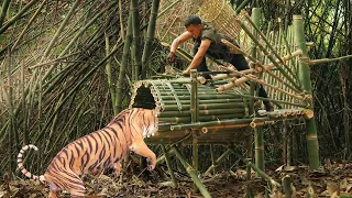 run attack tiger by amazing giant bamboo trap