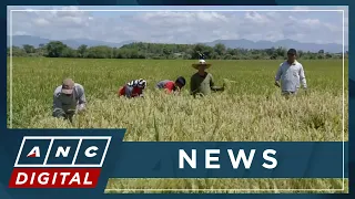 Marcos-led NFA sets new price range for buying rice grain from local farmers | ANC