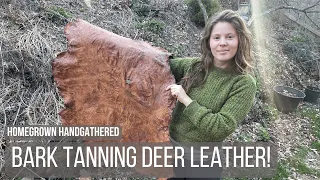 Making Deer Leather using Acorns and Oak Bark!