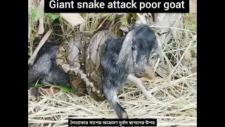 Giant snake attack poor goat