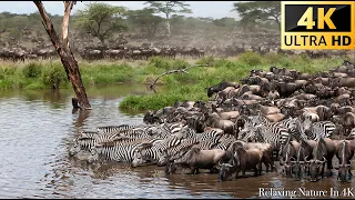 4K African Wildlife - Great Migration from the Serengeti to the Maasai Mara, Kenya (2160p 4k) 2023