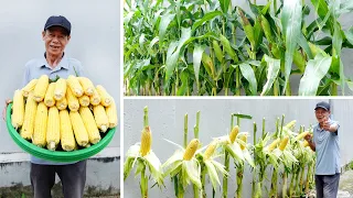 Growing Corn On A Concrete Yard Gives Surprising Results And High Yield