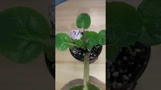 BLACK PEARL - EK - Chernaia Zhemchuzhina - Leaf Propagation Baby Flower