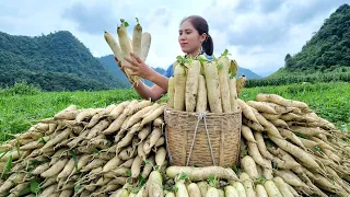 Harvest the field of White Radish go to the Market sell - hang it in wind for long-term preservation