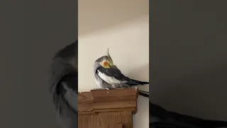 Cute Old Cockatiel Trying to Sleep