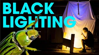 Bugs & Black Lights! Attracting Insects at Night