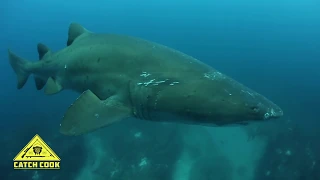 Yellow Tail Spear Fishing [Catch Clean Cook] Arniston, South Africa