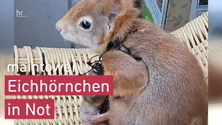 Eichhörnchen-Rettung in letzter Sekunde | maintower