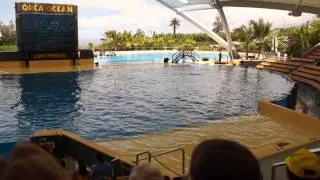 Orca-Show / LORO PARQUE Tenerifе / 2014 / HD