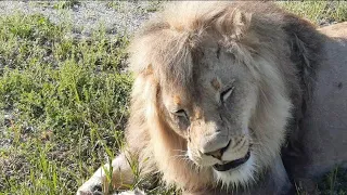 Лев Гирей кушает, а мы послушаем 🦁❤