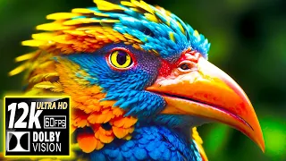 Birds & Wild Animals - 12K HDR (60FPS) Dolby Vision - With Nature Sounds (Colorfully Dynamic)