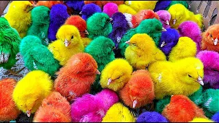 World Cute Chickens, Colorful Chickens, Rainbows Chickens, Cute Ducks, Cat, Rabbit, Cute Animals