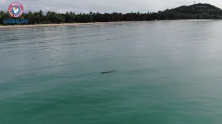 Crocodile at a Port Douglas beach