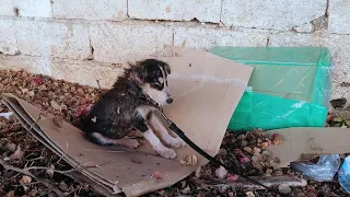 "Let me teach him", the owner left the chained puppy begging for 3 days in hunger