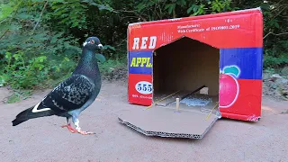 Creative Pigeon Trap Using RED APPLE Cardboard Box And ( Rubber Band & Wood ) - Easy Quick Bird Trap