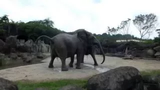 An Elephant Poops