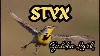 STYX "Golden Lark" (Man of Miracles)