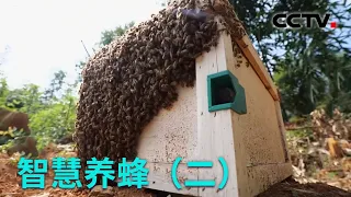 科技赋能！让蜂农坐进办公室养蜂变成现实 20220527 |《创新进行时》CCTV科教