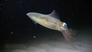 Amazing squid catches red mosquito worm....