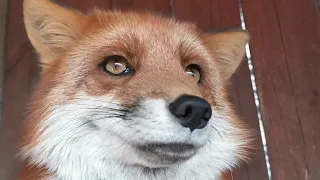 Red fox and Some Interesting Facts about Fox Babies