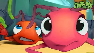 Stuck Between a Rock and a Hard Place! | 🐛 Antiks & Insectibles 🐜 | Funny Cartoons for Kids