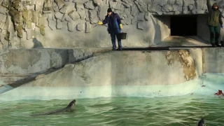 Показательное кормление тюленей в Калининградском зоопарке в честь Дня Татьяны