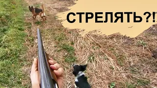 Охотились с Бриком на куропаток а тут ЗДОРОВЕННЫЙ СОБАКА!!Осторожно МАТ!Не для ДЕТЕЙ!