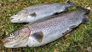 Trout fishing Catch and Cook - How to catch trout -Trout recipes - gut & fillet trout