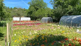 Videoprehliadka kvetinovej farmy 16.6.2021