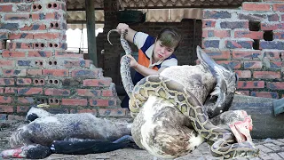 A GIANT PYTHON Attacked a DUCK Farm - Terrified When Discovered - Free New Life