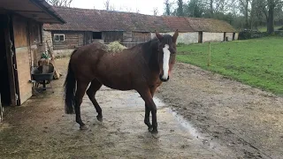 Can a horse get hay off its back???......... NO