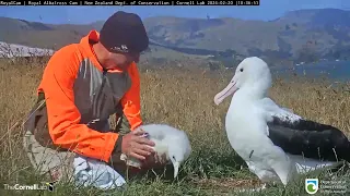 Albatross Chick Gets A Weight Check From DOC Ranger In New Zealand – Feb. 20, 2024