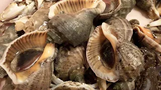 There Are Clams, Scallops, And Scallops And Scallops Everywhere, So Sweet!