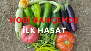 HOBİ BAHÇEMDE İLK HASAT