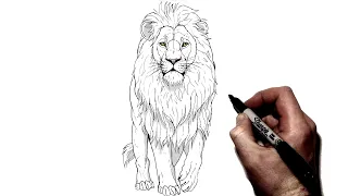 How To Draw A Lion Walking | Step By Step |