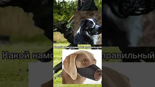 Тест на собачника#ВгостяхуКлайда