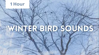 1 Hour Winter Bird Sounds Relaxation - Birds chirping, birds singing - Nature sounds for Meditation