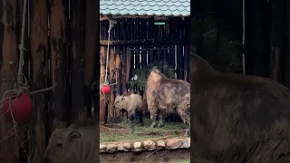 В Московском зоопарке родился малыш такин😍