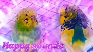 Budgie Sounds - Sounds for Budgies to make them happy