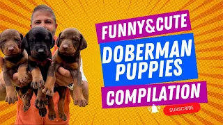 FUNNY & CUTE DOBERMANS PUPPY WITH REYNMEN FROM ERDEM AYAZ KENNEL