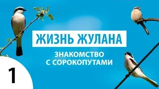 ЖИЗНЬ ЖУЛАНА: Знакомство с сорокопутами