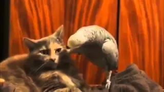 Попугай и кот