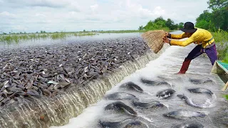 Top5 Videos Catching & Catfish on the Road Flooded - Amazing Fishing A lot Fish