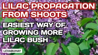 HOW TO PROPAGATE  LILAC BUSH FROM  SHOOTS | GROW LILAC BUSH | FÖRÖKA SYRENER MED ROTSKOTT