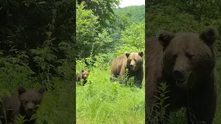 🐻 Familie de urși pe faimosul Transfăgărășan🏔️😍mai multe vedeți în video de pe canal