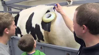 Fertis the Fistulated Steer: Revealing the Rumen at Open House