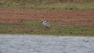 Common Crane Belvide Reservoir 8th May 2024