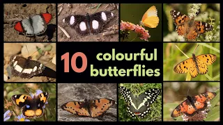10 COLOURFUL BUTTERFLIES from Southern Africa